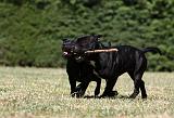 STAFFIE 383